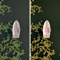 Autumn Presets